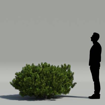 Thuja bush V1