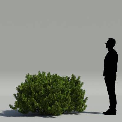 Thuja bush V2