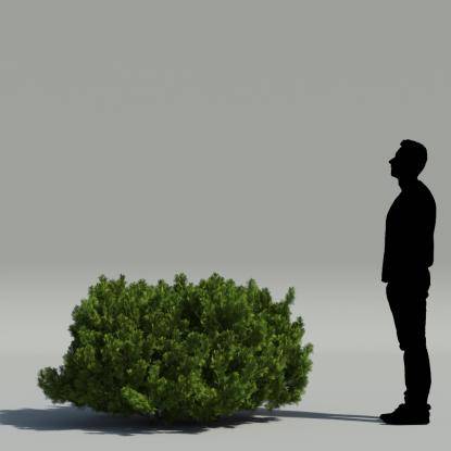 Thuja bush V3