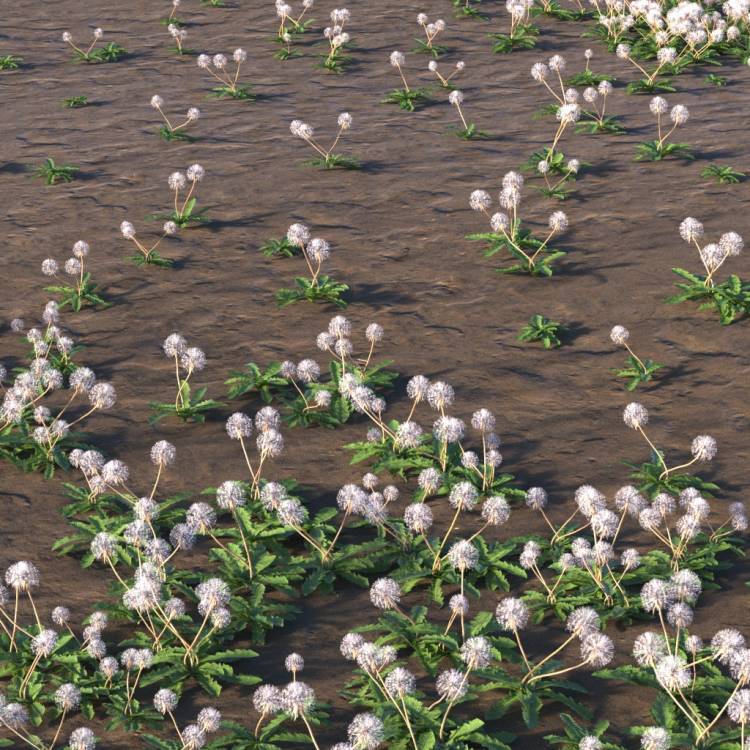 Grass Overlay Layer Dandelion Seed Forest Pack Library For 3ds Max