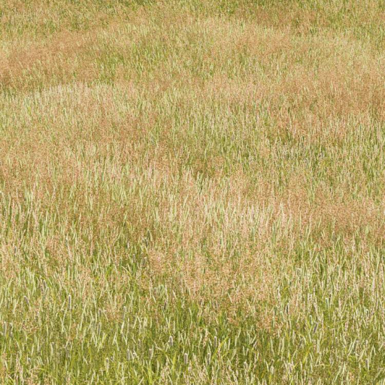 Meadow Grass 1 (Large) Forest Pack library for 3ds Max