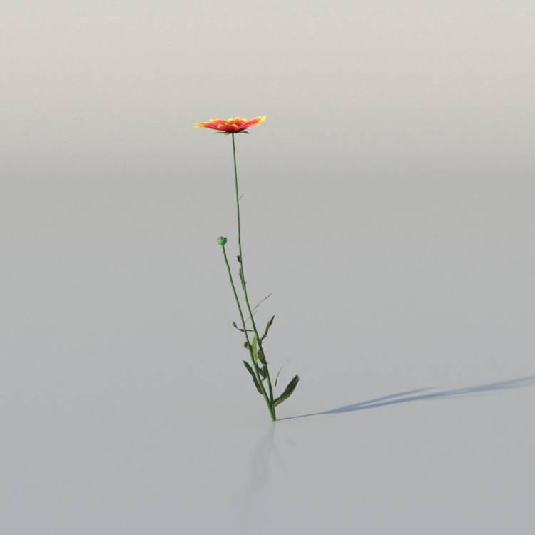 Blanket Flower V3 The3dgarden Library For 3ds Max