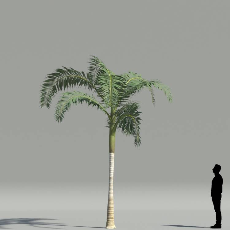 Alexander Palm V2 The3dgarden Library For 3ds Max