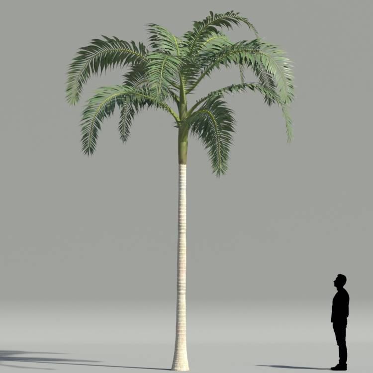 Alexander Palm V3 The3dgarden Library For 3ds Max
