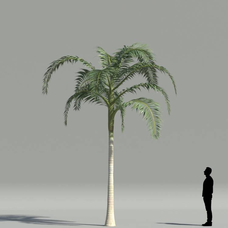Alexander Palm V4 The3dgarden Library For 3ds Max