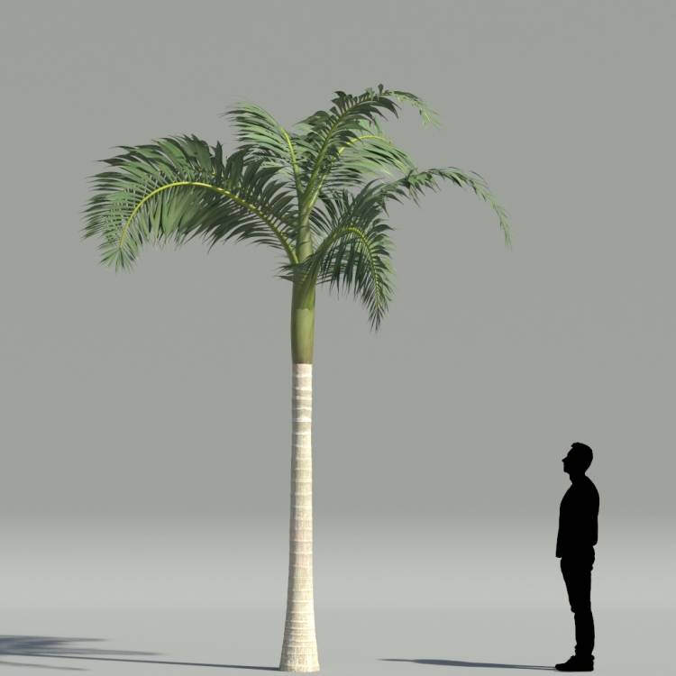 Alexander Palm V5 The3dgarden Library For 3ds Max