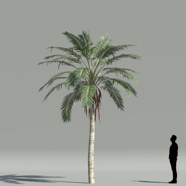 Kentia Palm V5 The3dgarden Library For 3ds Max