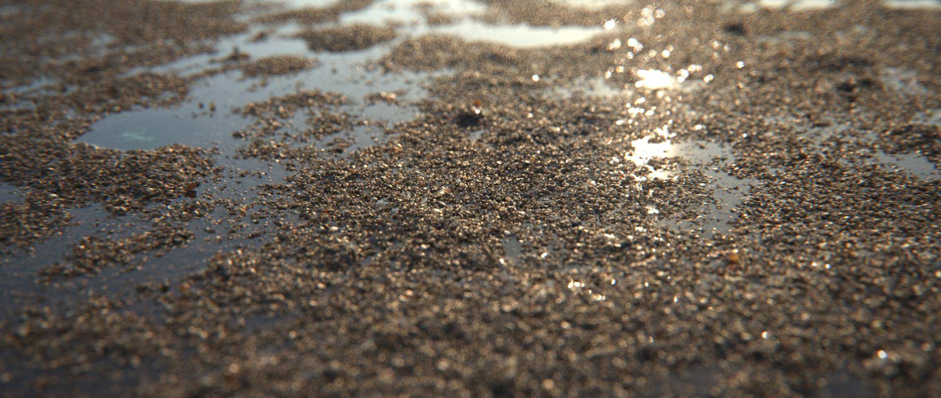 Creating detailed sand with Forest Pack-header.jpg
